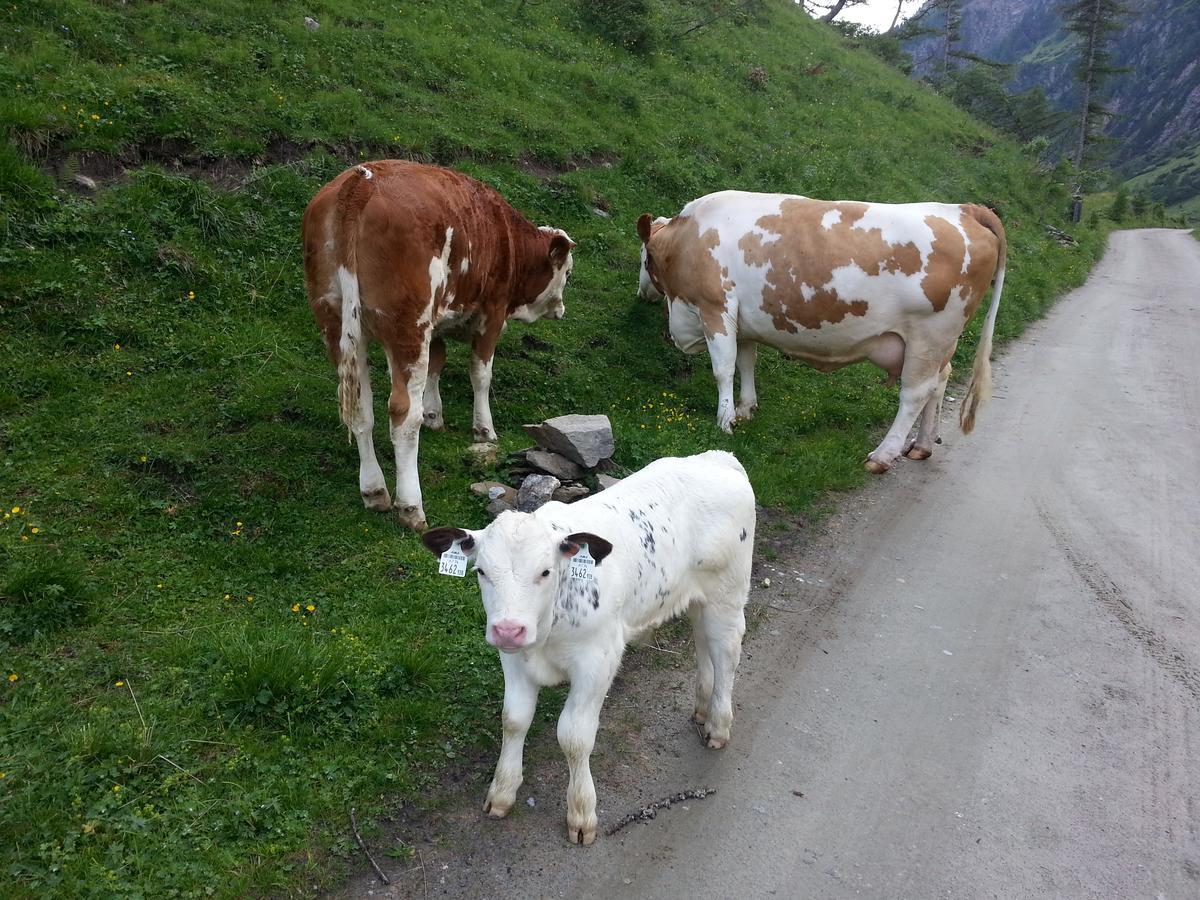 Haus Ursula Lägenhet Kals-am Großglockner Exteriör bild